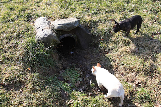 Francesca, I don't know about this.  Do you really think a fox would take shelter in a drainage pipe?  I'm too scared to look!