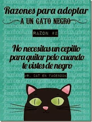 pq tener un gato negro cosasdivertidas (15) imagenes divertidas de gatos