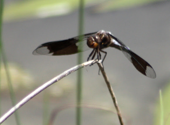 Spotting Image 1