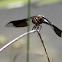 Common Whitetail Dragonfly