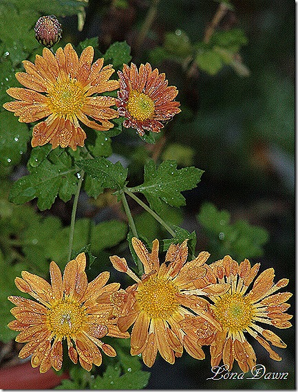 Frosty_Mums_Oct30