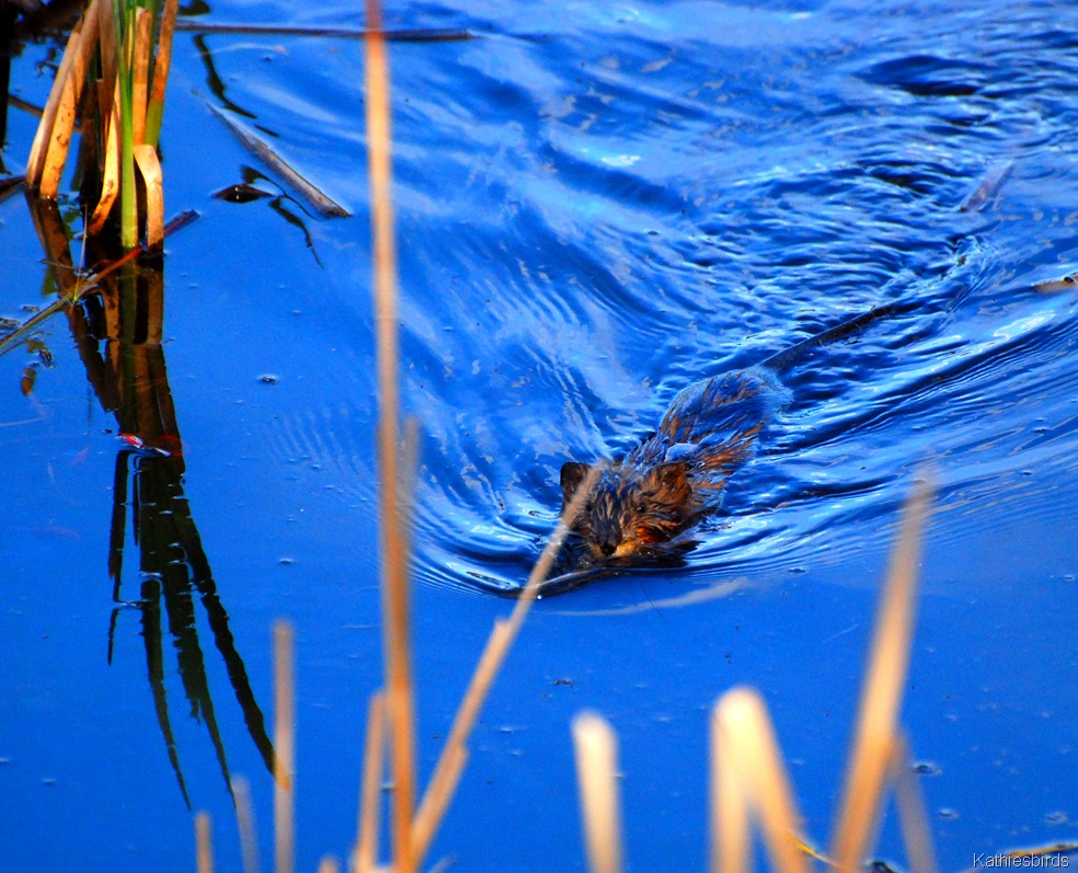 [1.%2520Muskrat-kab%255B4%255D.jpg]
