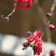 orchid_0074.JPG