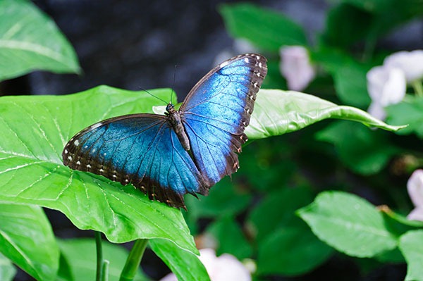 [2011Aug3_Butterfly_House-20%255B2%255D.jpg]