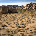 Joshua Tree