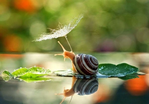 [Macro-photos-of-snails-by-vyacheslav-mishchenko-4-600x420%255B4%255D.jpg]