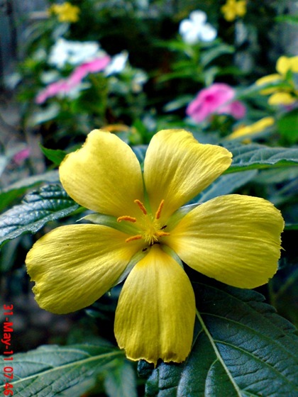 Turnera ulmifolia - ramgoat dashalong - bunga pukul delapan