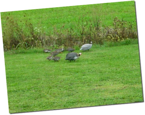 Guinea family still here!