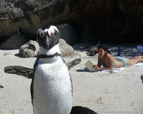 50_Funniest_Animal_Photobombs_Of_All_Time_13