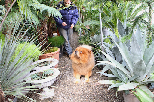 Oooh!  That's one giant fern, Ryan.