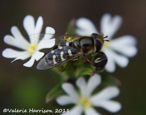 [hoverfly-Scaeva%2520pyrastri-2%255B2%255D.jpg]