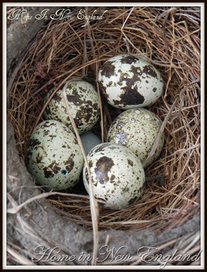 eggs nest