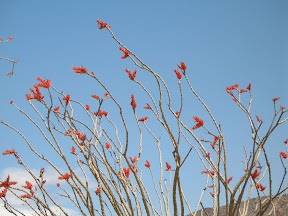 Brilliant orange Ocotillo blossoms