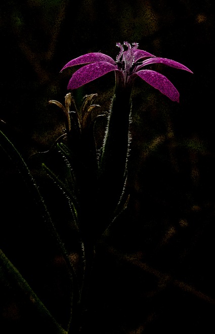 Tiny pink flower in Britaninia, a wooded, shrubbed, meadowed region in Ottawa's west end.