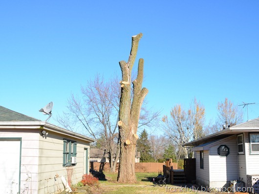 the cottonwood is nearly all cut down