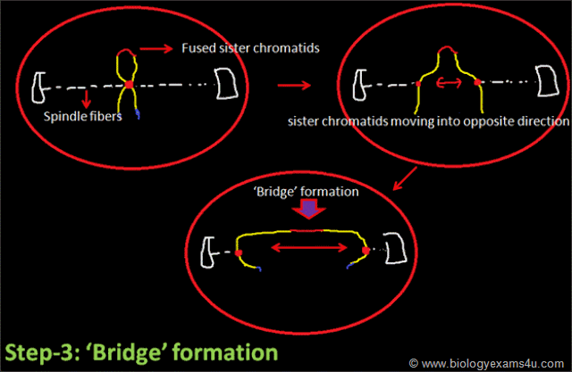 Bridge formation in BFB cycle