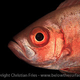 Red Sea Workshop - Fish Portraits