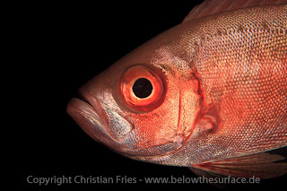 Red Sea Workshop - Fish Portraits Red Sea Workshop - Fish Portraits