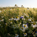 IMG_1168rt.jpg
