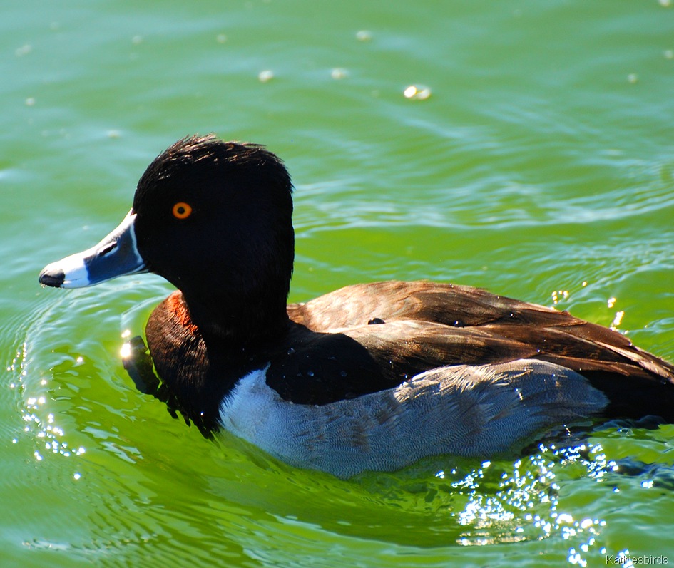[6.%2520ringnecked%2520duck-kab%255B4%255D.jpg]