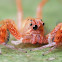 Jumping spider
