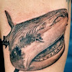 Shark
