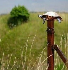 [tortuga%2520sobre%2520un%2520poste%255B4%255D.jpg]