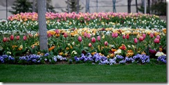 tulips21