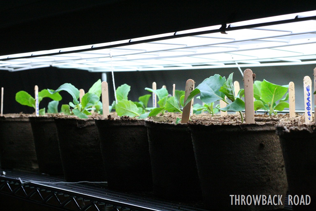 [transplanting-seedlings-0412.jpg]