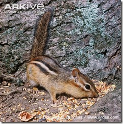 ARKive image GES134647 - Eastern chipmunk