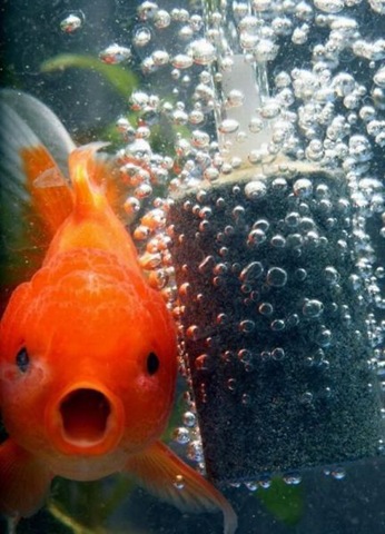 [funny-animals-haha-5%255B2%255D.jpg]
