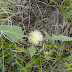 Centaurea rhizantha - Photo (c) 101120949039860646287, some rights reserved (CC BY-NC-SA)