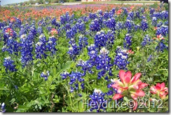 paintbrush and bluebonnets