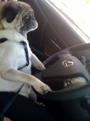 [funny-animals-cute-14%255B2%255D.jpg]