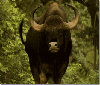 Gaur