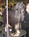 Afghan Hound