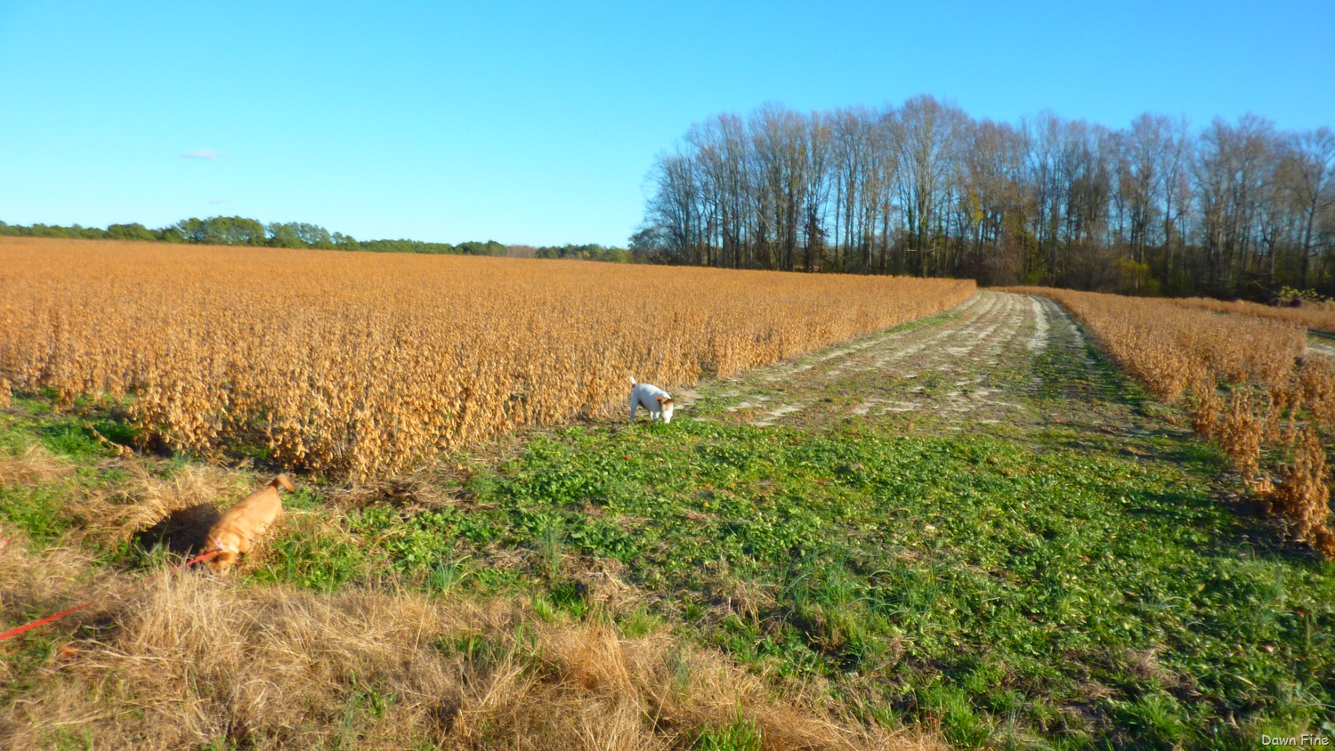 [bonnies%2520pond%2520and%2520soy%2520field_006%255B7%255D.jpg]