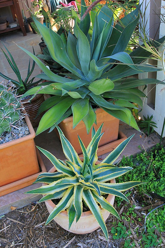 [120630_Agave-Cornelius_01%255B1%255D.jpg]