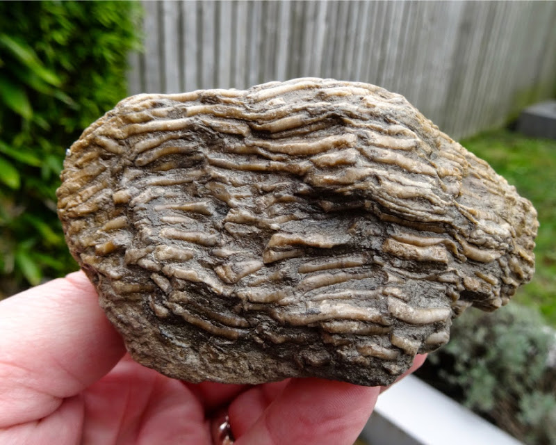 Fossil Coral Lithostrotion sp Lower Carboniferous 350million years