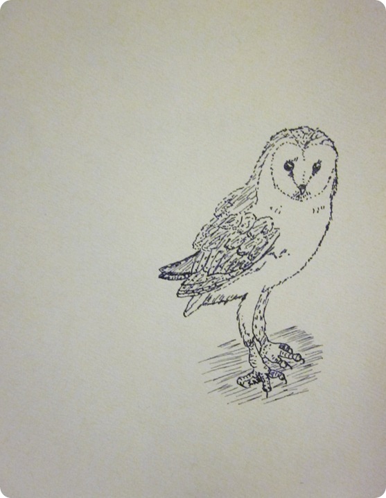 barn owl 001