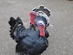 Farm animals at the Museum of Welsh Life