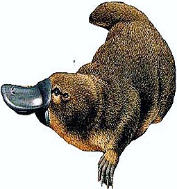 Prototheria-Ornithorhyncus-Duck billed platypus