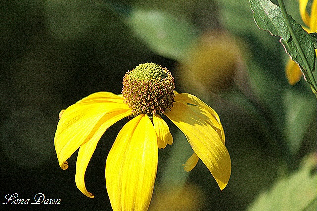 [FPC_Yellow%255B11%255D.jpg]