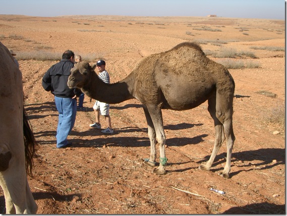 Camel Stop