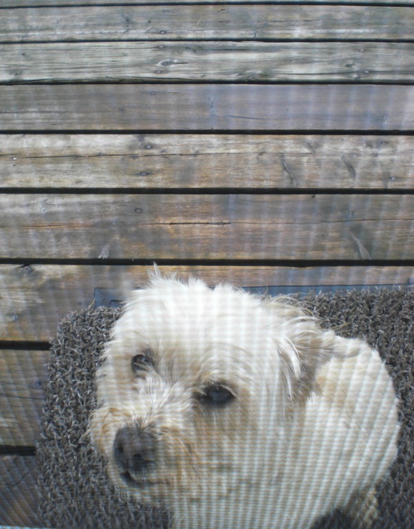 [Maggie-the-Dog-28.jpg]