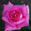 DSC_0727.JPG