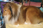 Rough Collie
