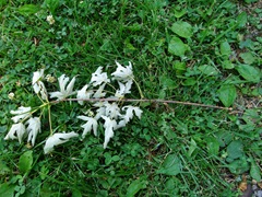 cicada flagged branch