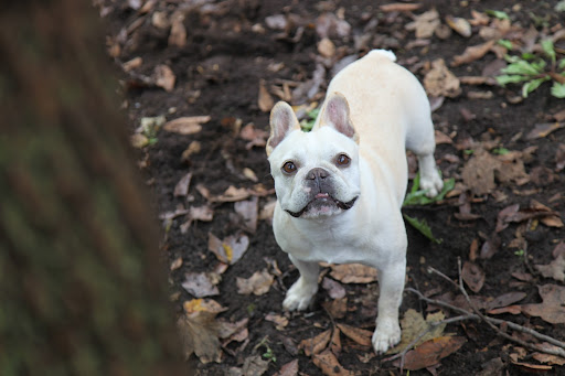 Franny, I know this squirrel chasing is fun and all, but have you ever wondered what exactly we would do with a squirrel if we ever caught one?