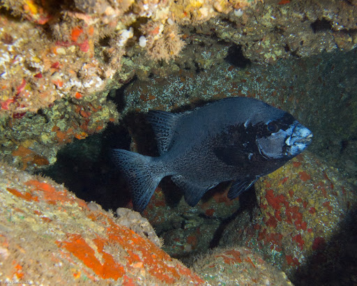 P5053339